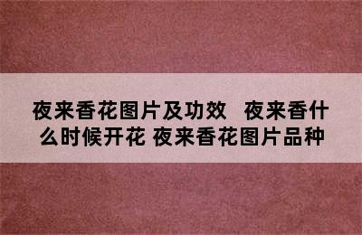 夜来香花图片及功效   夜来香什么时候开花 夜来香花图片品种